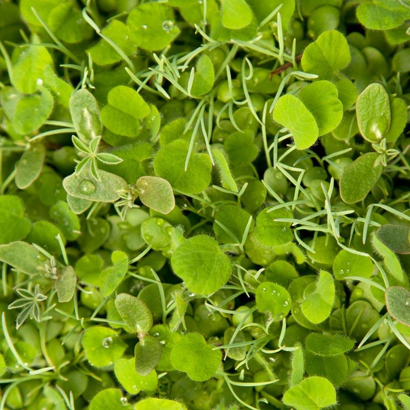 Peaceful Valley Regional Western Colorful Dryland Wildflower Mix - Nitrocoated Seed (lb)