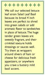 Salad Leaf Basil Seeds