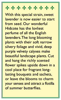 Hidcote Lavender Seeds