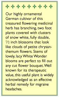 Double White Wonder Feverfew Seeds