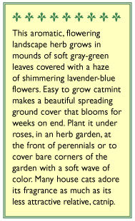 Catmint Seeds