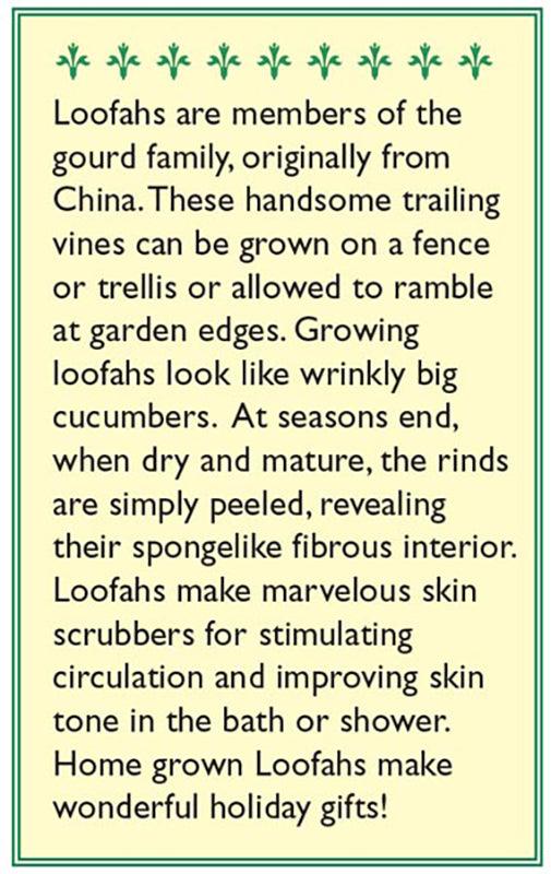 Bath Loofah Compact Vining Gourd Seeds