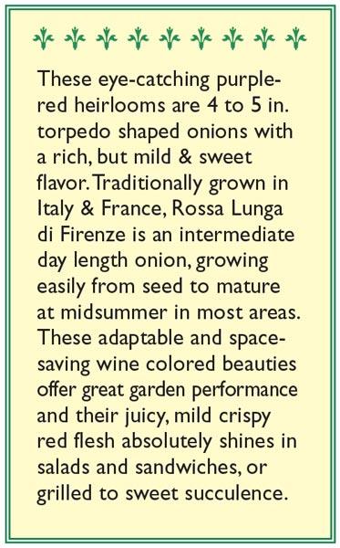 Rossa Lunga di Firenze Onion Seeds