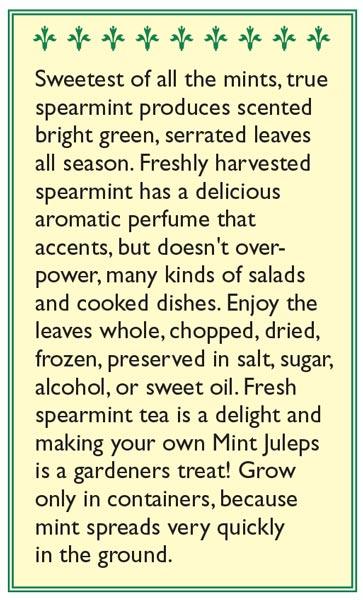 Heirloom Spearmint Seeds