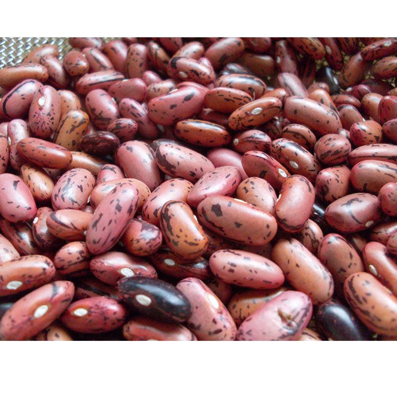Organic Bean, Bush Rosso di Lucca (1/2 lb)