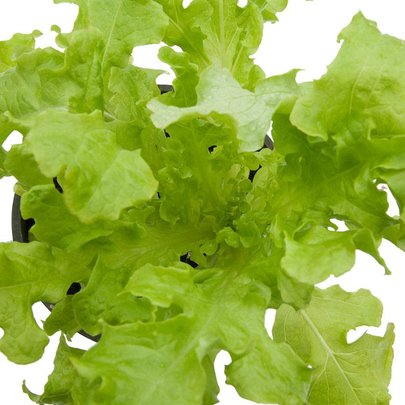 Organic Lettuce, Green Salad Bowl (1/4 lb)