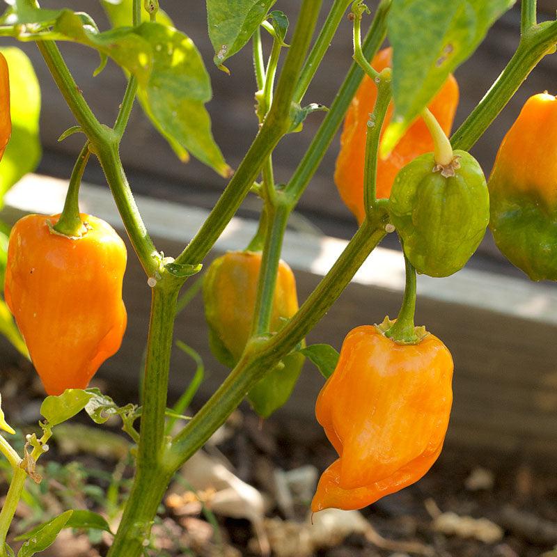 Organic Pepper, Hot Habanero (1 oz)