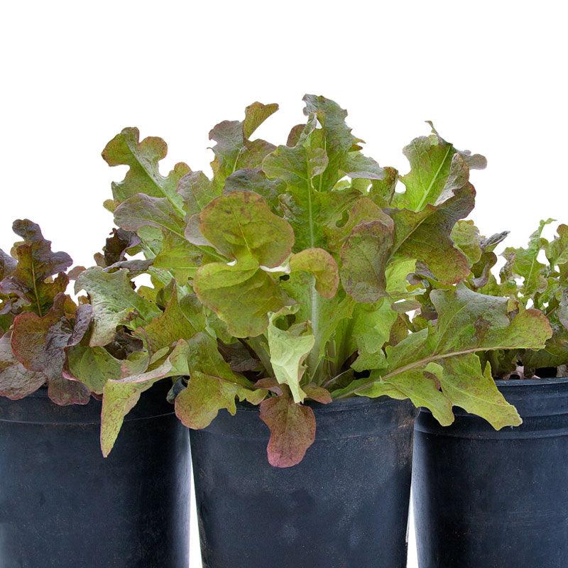 Organic Lettuce, Red Oakleaf (1 oz)