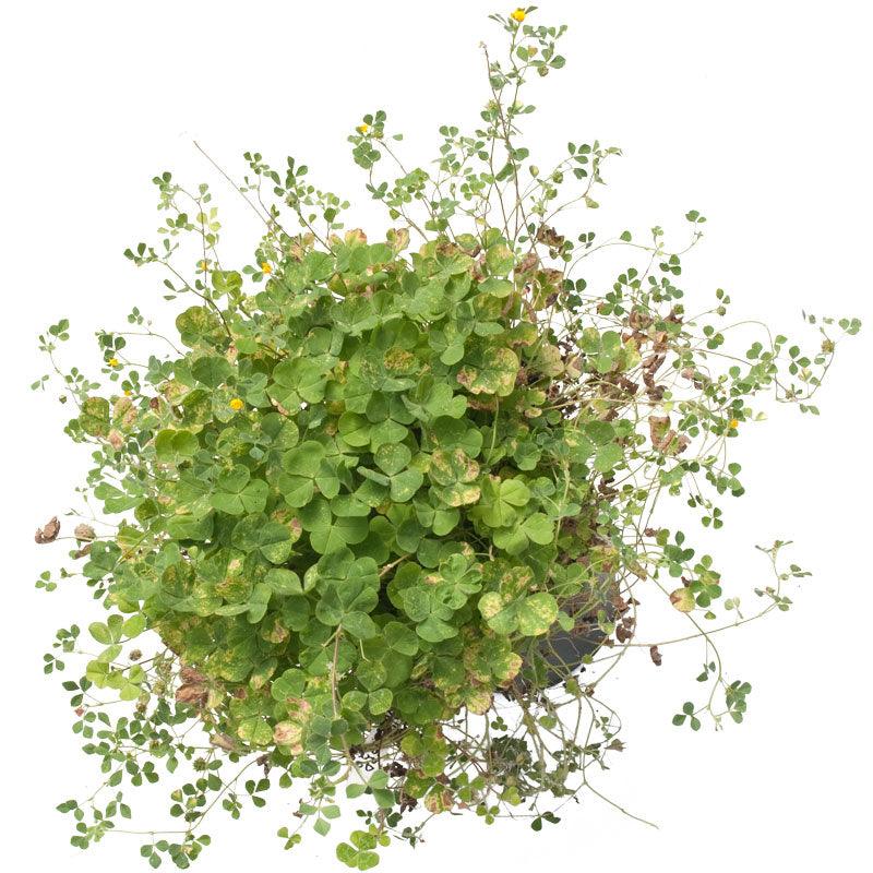 Peaceful Valley Low Rainfall Dryland Pasture Mix - Nitrocoated Seed (lb)