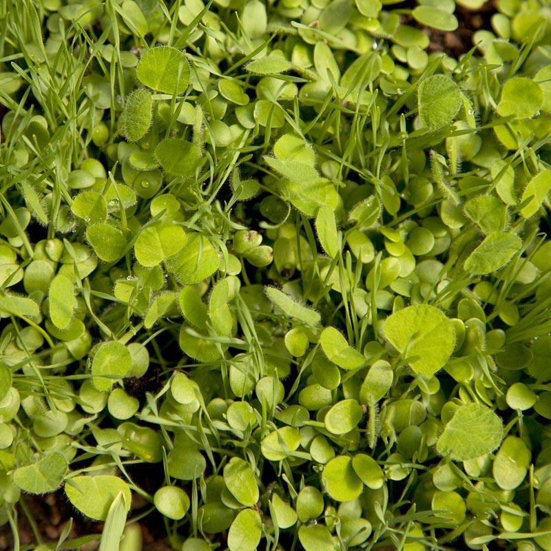 Peaceful Valley Sierra Foothill Dryland Mix - Nitrocoated Seed (lb)