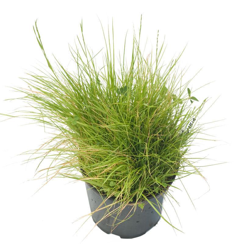 Peaceful Valley Bloat Resistant Irrigated Pasture Mix - Nitrocoated Seed (lb)