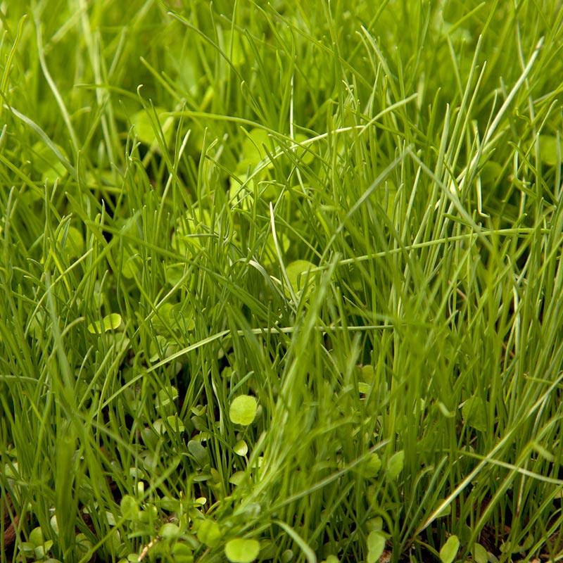 Peaceful Valley Irrigated Dairy Pasture Mix - Nitrocoated Seed (lb)
