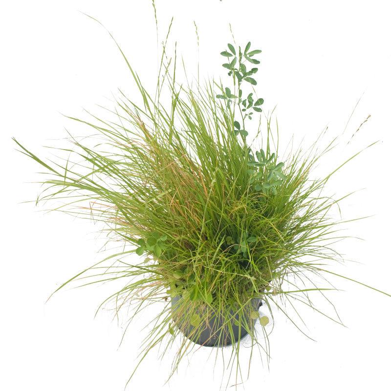 Peaceful Valley Premium Horse Irrigated Pasture Mix - Nitrocoated Seed (lb)