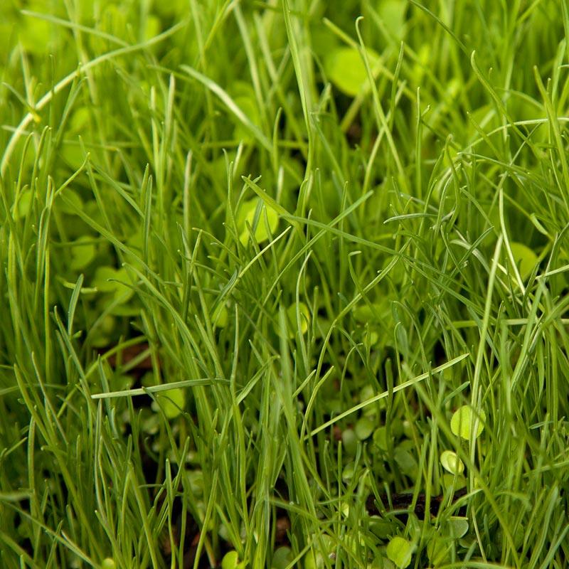 Peaceful Valley Herbal Irrigated Pasture Mix - Nitrocoated Seed (lb)