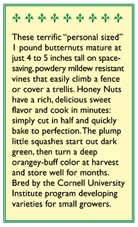 Honey Nut Baby Butternut Winter Squash Seeds