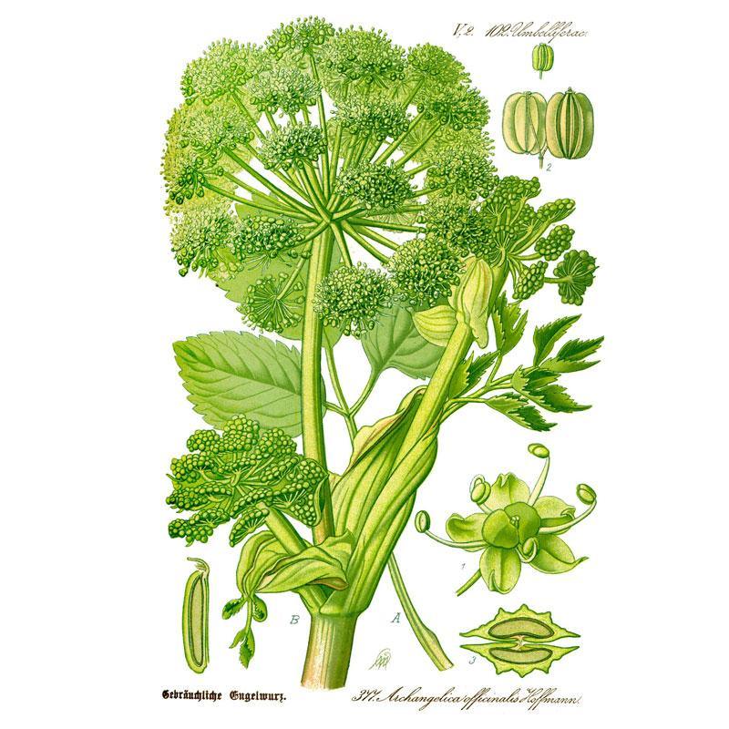 Official Angelica Seeds (Organic)