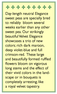 Velvet Elegance Sweet Pea Flower Seeds