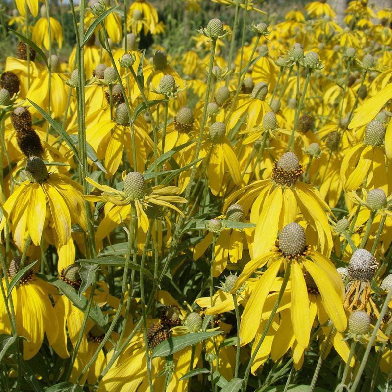 Coneflower, Yellow Prairie (1/4 lb)
