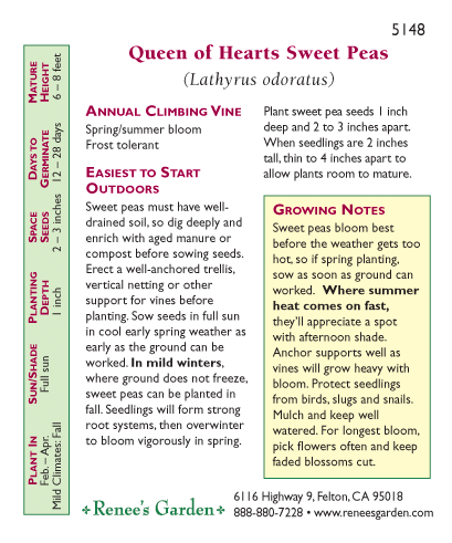 Queen of Hearts Antique Sweet Pea Flower Seeds