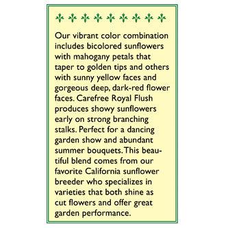 Royal Flush Ornamental Sunflower Flower Seeds