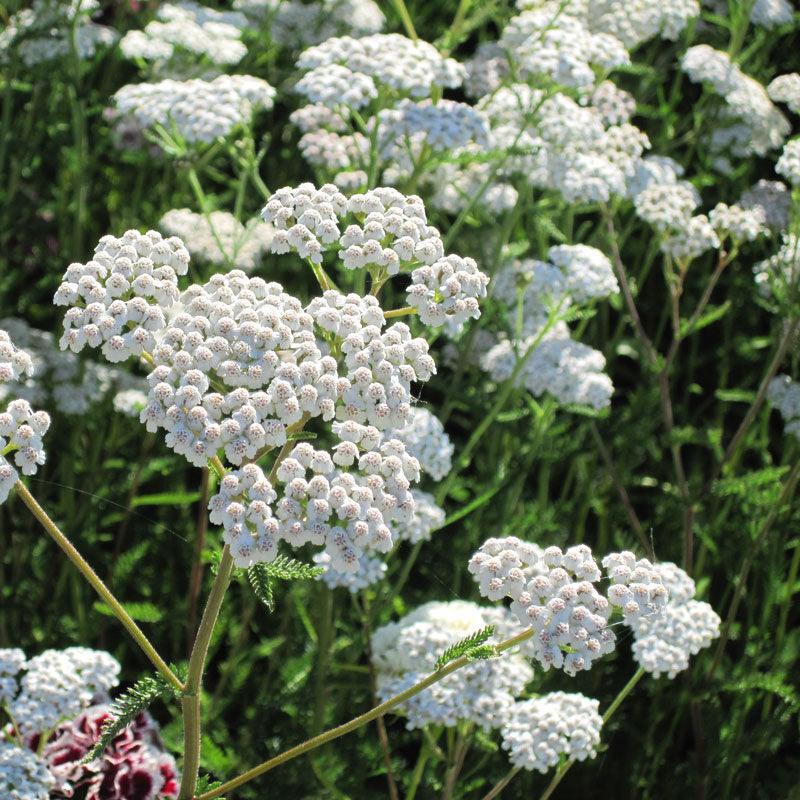 White Yarrow Flower Seeds