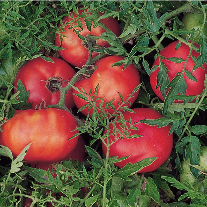 Organic Tomato, Silvery Fir Tree (1 oz)