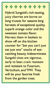 Sungold Orange Cherry Tomato Seeds
