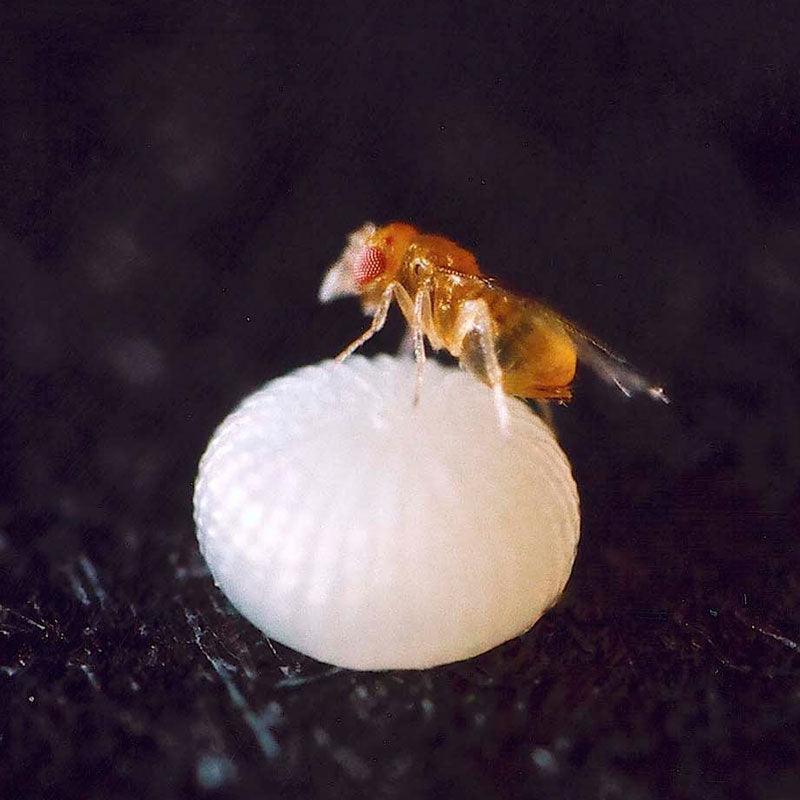 Moth Egg Parasite - Trichogramma Wasp (Card of 100K)