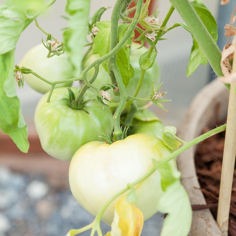 Organic Tomato, White Wonder (1 oz)