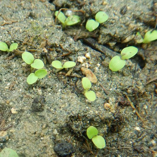 Balloonflower Seeds (Organic)