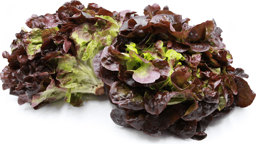 Organic Red Oakleaf Lettuce