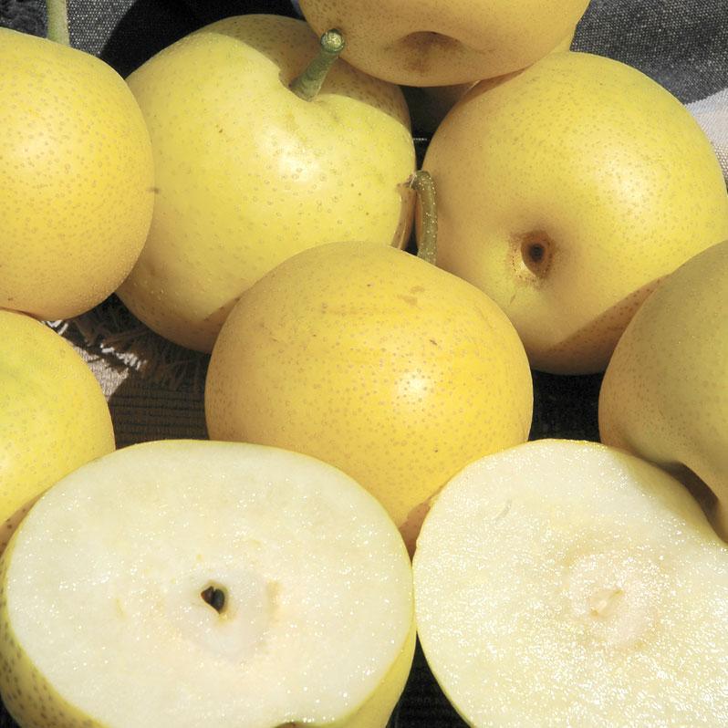 20th Century Asian Pear Tree