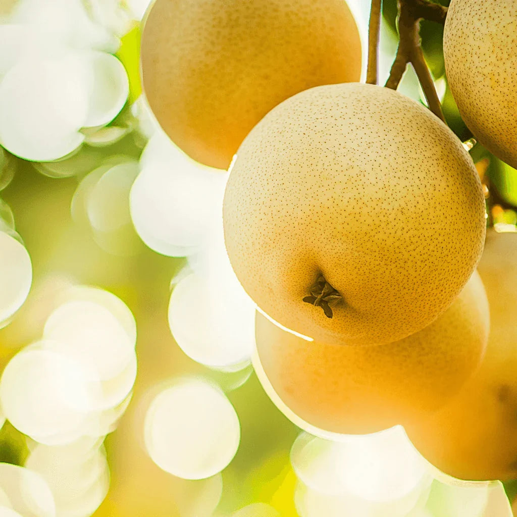Asian Pears, 4 on 1 Multi Grafted Fruit Tree