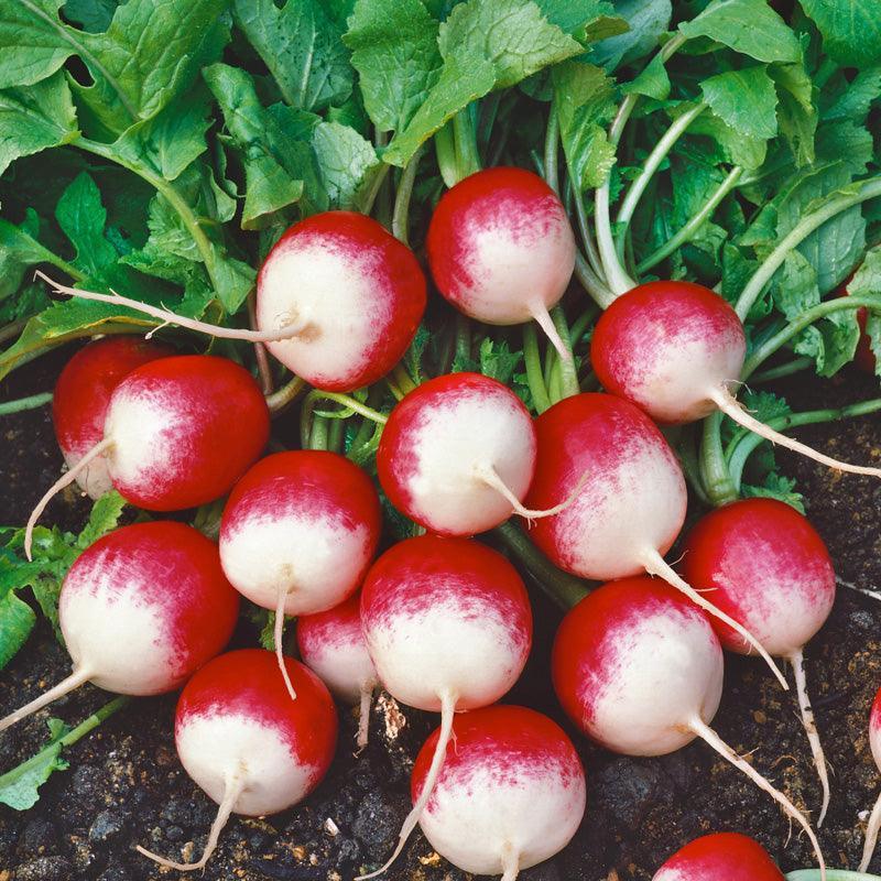 Organic Sparkler Radish White Top