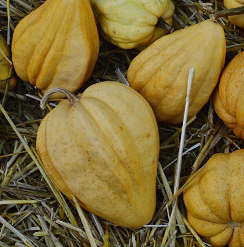 Thelma Sanders Sweet Potato Winter Squash Seeds (Organic)
