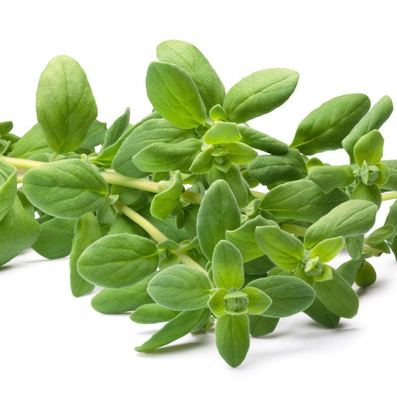 Sweet Marjoram Seeds (Organic)