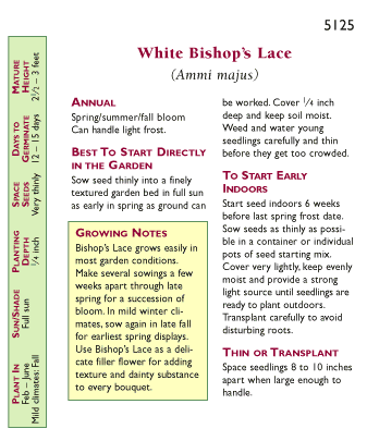 White Butterfly Bishop's Lace Flower Seeds