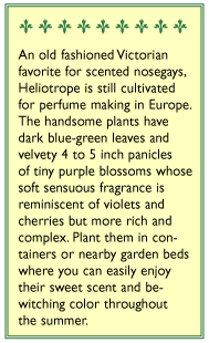 Deep Marine Heliotrope Flower Seeds