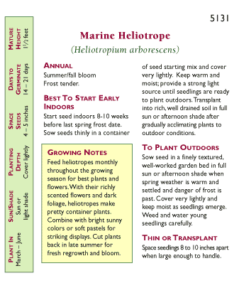 Deep Marine Heliotrope Flower Seeds