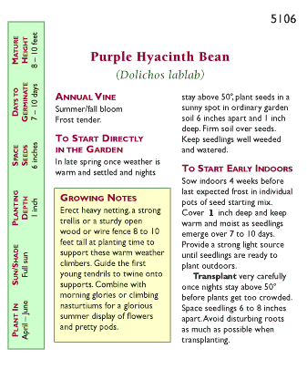 Flowering Purple Hyacinth Bean Vine Flower Seeds