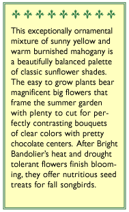 Bright Bandolier Bouquet Sunflower Seeds