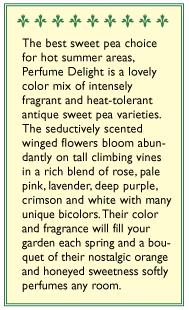 Perfume Delight Sweet Pea Flower Seeds
