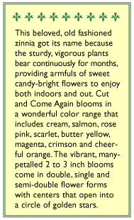 Old Fashioned Cut & Come Again Zinnia Flower Seeds