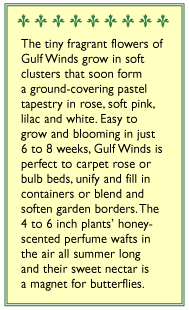 Honeyscented Gulf Winds Alyssum Flower Seed Mix