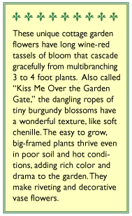 Love Lies Bleeding Amaranth Flower Seeds