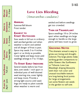 Love Lies Bleeding Amaranth Flower Seeds