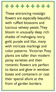 Victorian Posy Pansy Flower Seeds