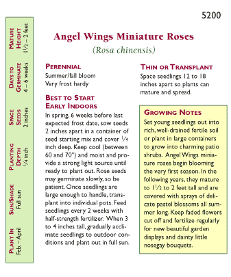 Angel Wings Miniature Rose Flower Seeds