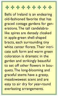 Apple Green Antique Bells Of Ireland Flower Seeds