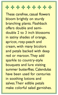 Flashback Butterfly Calendula Flower Seeds